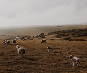 Sheep on pasture meadow Stock Photo