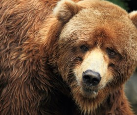 Small-eyed brown bear Stock Photo