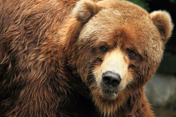 Small-eyed brown bear Stock Photo