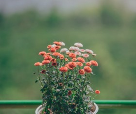Small fresh indoor potted flowers Stock Photo