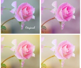 Soft roses Photoshop Actions