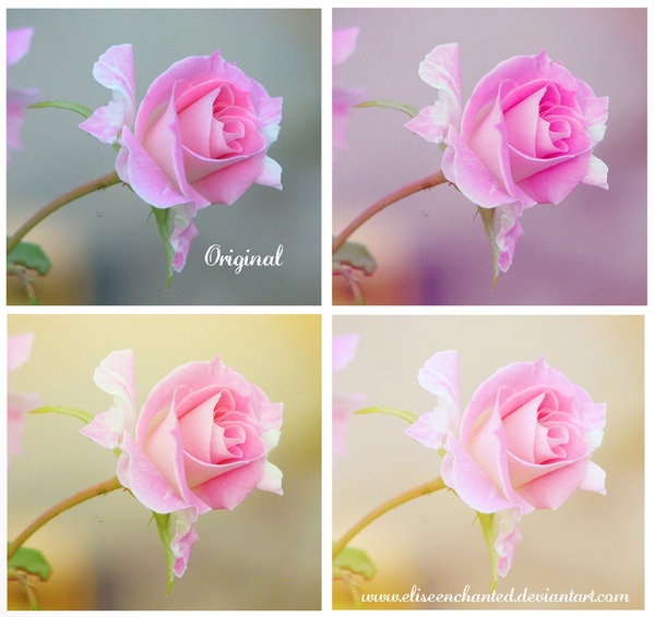 Soft roses Photoshop Actions