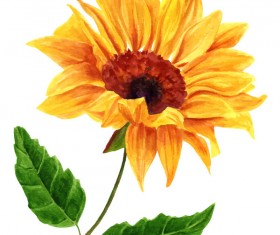 Sunflower watercolor vector