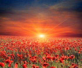 Sunrise and sunset beautiful natural landscape Stock Photo 14