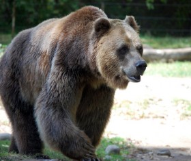 The bear in the protected area Stock Photo