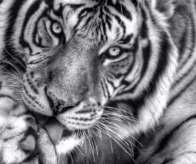 Tiger licking paw black and white photo Stock Photo