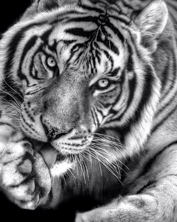 Tiger licking paw black and white photo Stock Photo