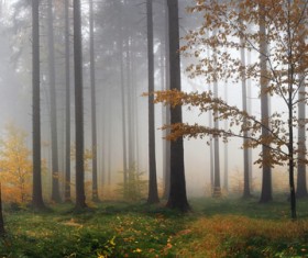 Tranquil forest of fog Stock Photo
