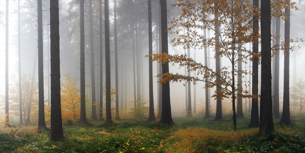 Tranquil forest of fog Stock Photo