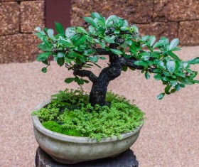 Tree bonsai Stock Photo 01