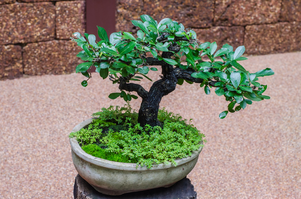 Tree bonsai Stock Photo 01