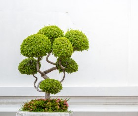 Tree bonsai Stock Photo 02