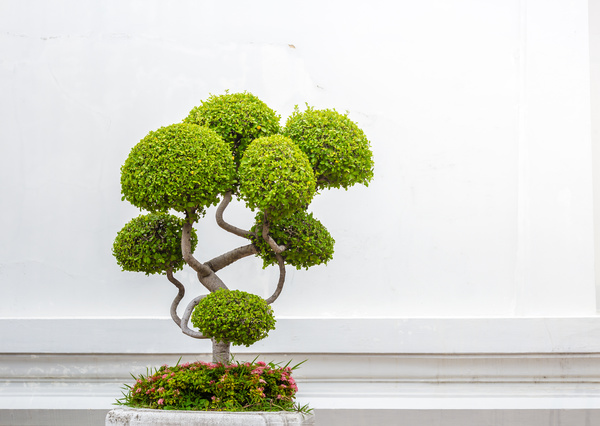 Tree bonsai Stock Photo 02