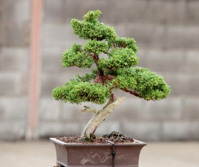 Tree bonsai Stock Photo 03