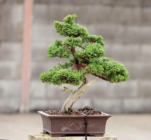 Tree bonsai Stock Photo 03