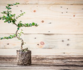 Tree bonsai Stock Photo 04