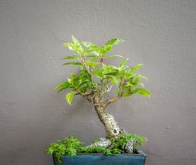 Tree bonsai Stock Photo 05