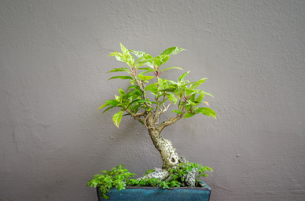 Tree bonsai Stock Photo 05