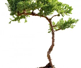 Tree bonsai Stock Photo 06