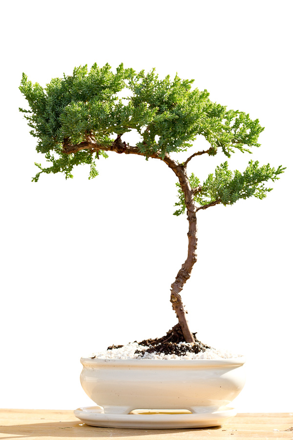 Tree bonsai Stock Photo 06