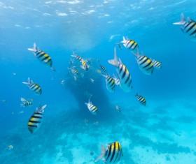 Tropical fish school Stock Photo 01