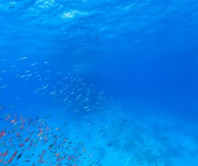 Tropical fish school Stock Photo 02