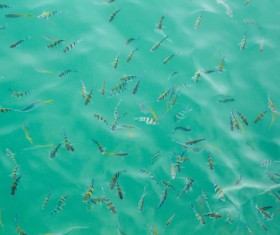 Tropical fish school Stock Photo 03