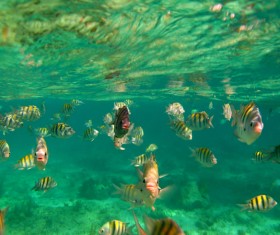 Tropical fish school Stock Photo 04