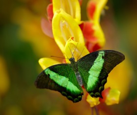 Tropical rainforest flower animal butterfly Stock Photo