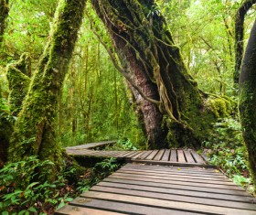 Tropical rainforest landscape Stock Photo 02