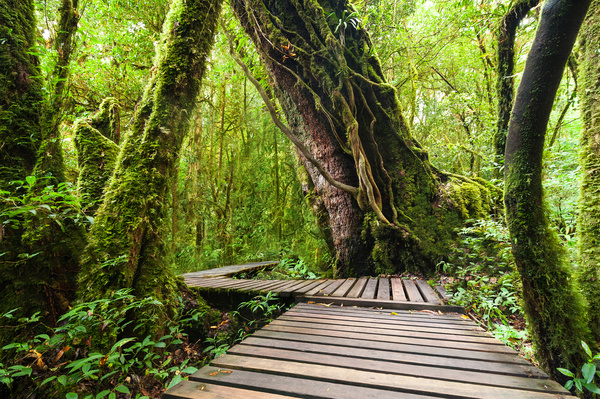 Tropical rainforest landscape Stock Photo 02