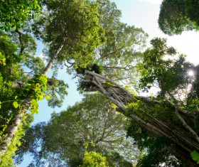 Tropical rainforest lianas Stock Photo 03