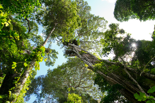 Tropical rainforest lianas Stock Photo 03