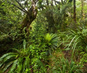 Tropical rainforest plants Stock Photo 01