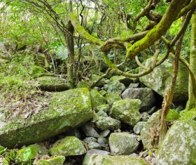 Tropical rainforest plants Stock Photo 02
