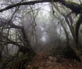 Tropical rainforest plants Stock Photo 03