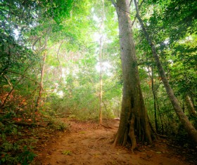 Tropical rainforest plants Stock Photo 04