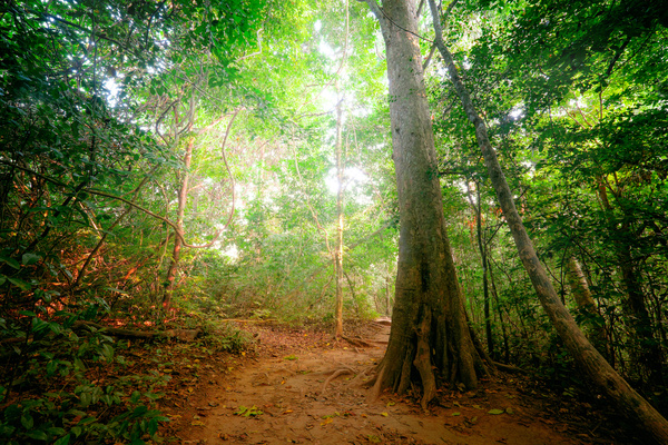 Tropical rainforest plants Stock Photo 04
