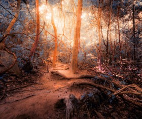 Tropical rainforest plants Stock Photo 05