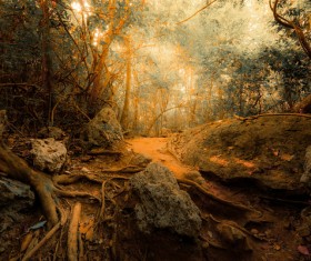 Tropical rainforest plants Stock Photo 06