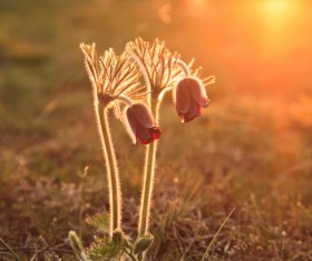 Two beautiful wildflowers close-up Stock Photo