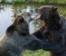 Two quarrel and fight noisily bears Stock Photo