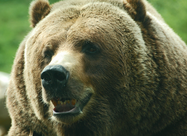 Vicious bear Stock Photo