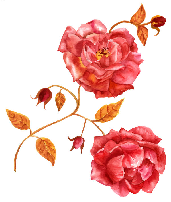 Vintage rose watercolor vector