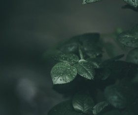 Wet green leaves in nature Stock Photo