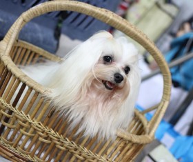 White Shih Tzu Stock Photo