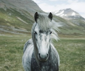 White horses on the plateau Stock Photo