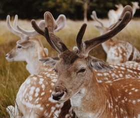 Wild reindeer herd lying on meadow Stock Photo