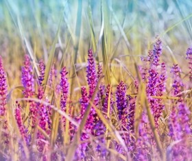 Wildflower close-up Stock Photo