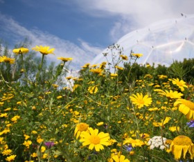 Wildflower meadow Stock Photo 01